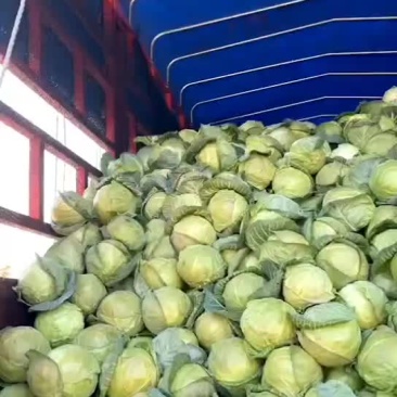 基地现砍现装甘蓝类蔬菜
