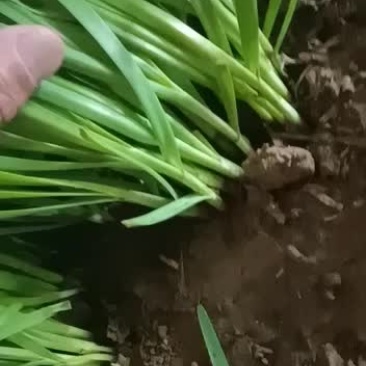 凌海韭菜干度好不超高，颜色黑绿无病无白点