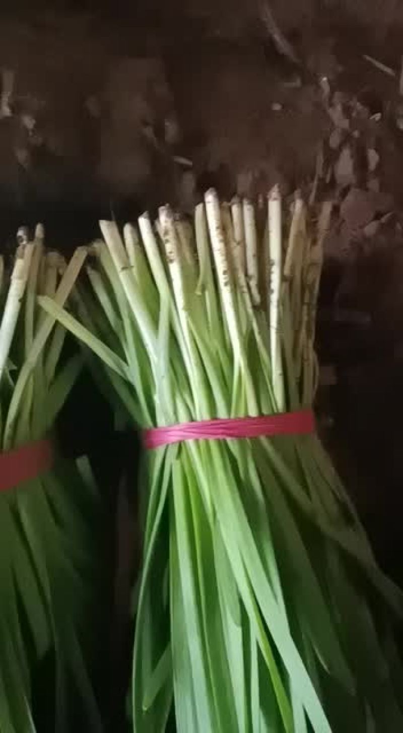 凌海韭菜干度好不超高，颜色黑绿无病无白点