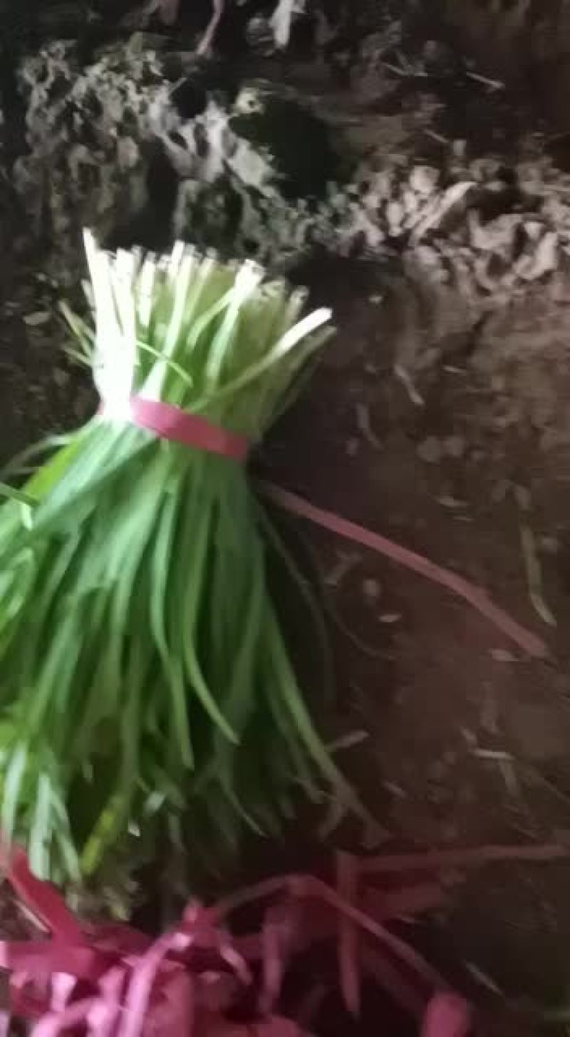 凌海韭菜干度好不超高，颜色黑绿无病无白点