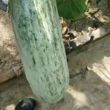 羊角蜜甜瓜大量上市中