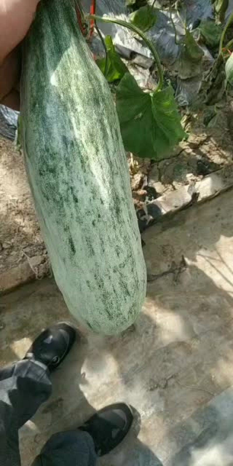 羊角蜜甜瓜大量上市中