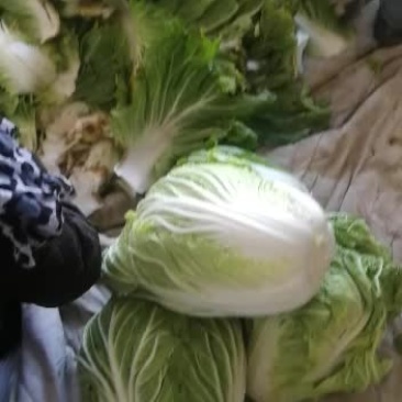 高山旱地无公害大白菜