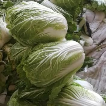 武山高山无公害大白菜