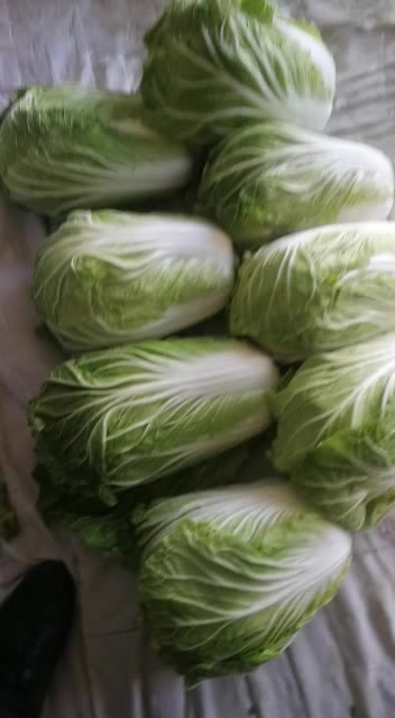 武山高山无公害大白菜