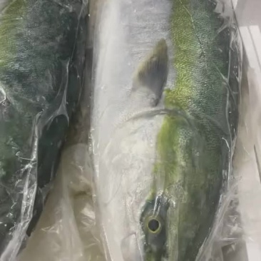 新鲜冰鲜刺身青油甘鱼