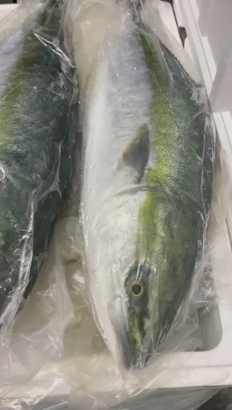 新鲜冰鲜刺身青油甘鱼