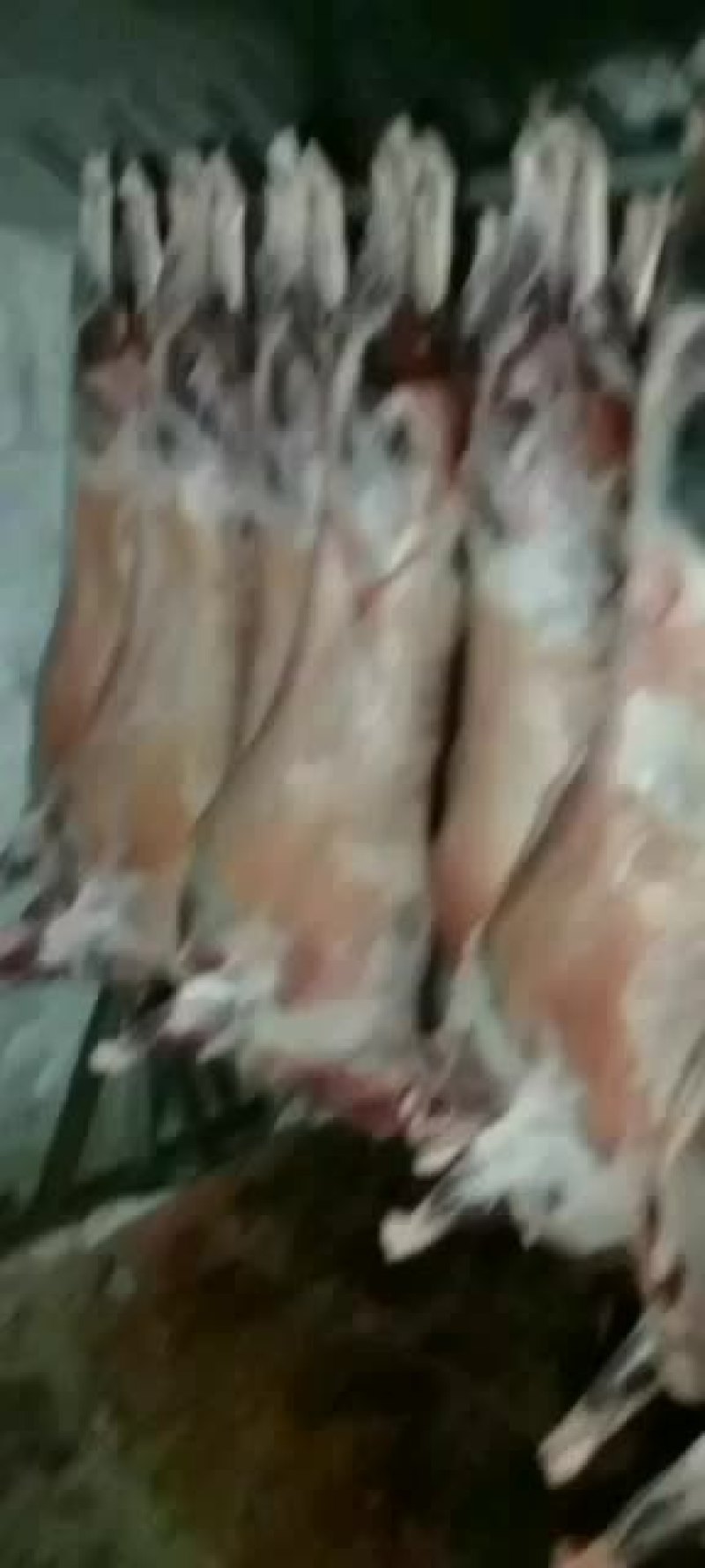 羊白条，鲜羊肉，纯干无水。全国配送，需要的联系