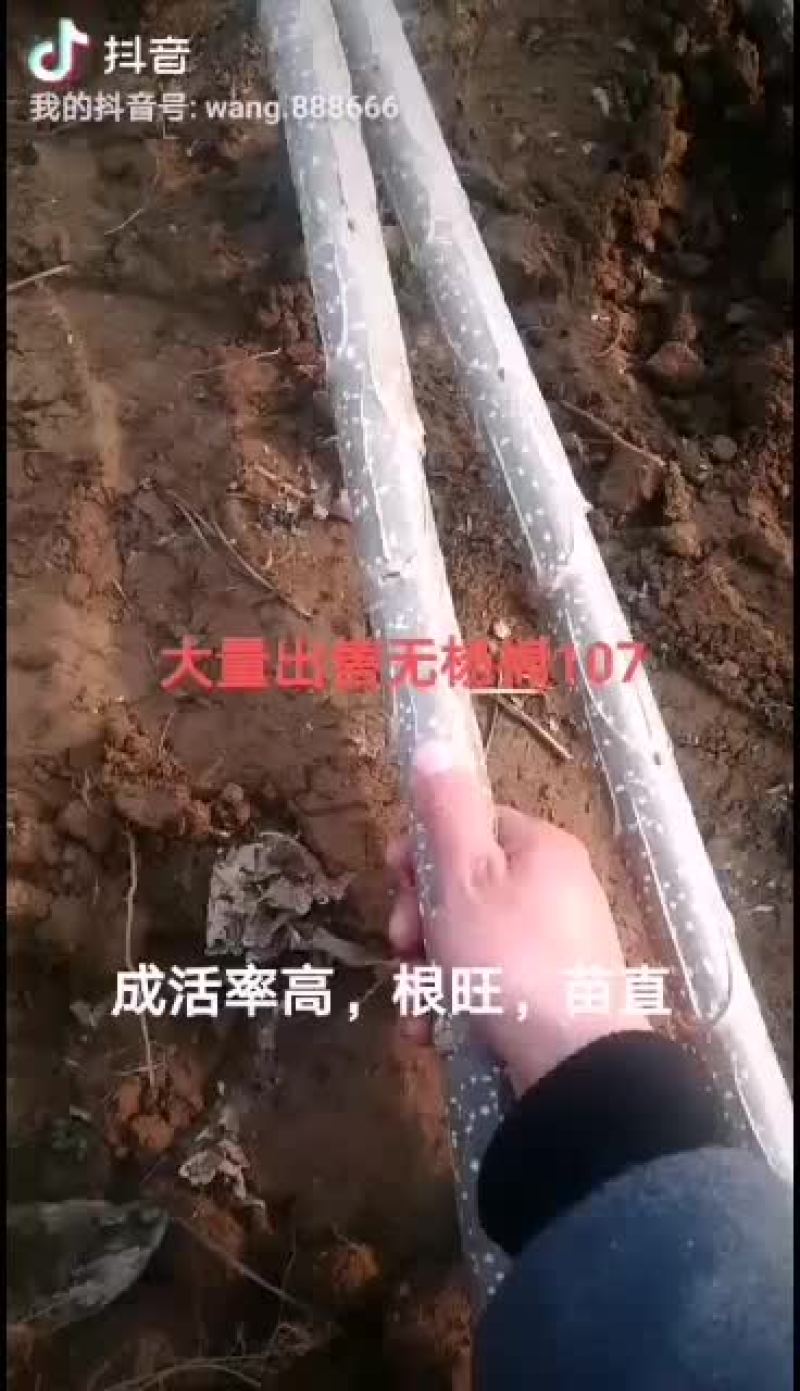 无絮杨，107，苗正根旺，成活率高