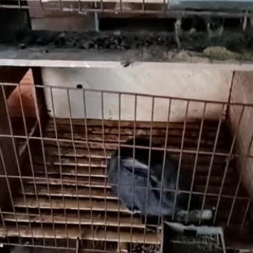 比利时肉兔有要的记得联系我