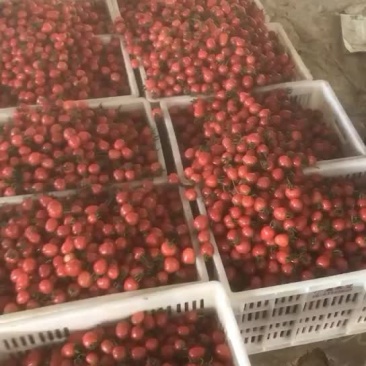 莘县千禧圆粉贝贝圣女果大量供应专业代办质量好欢迎你们到来