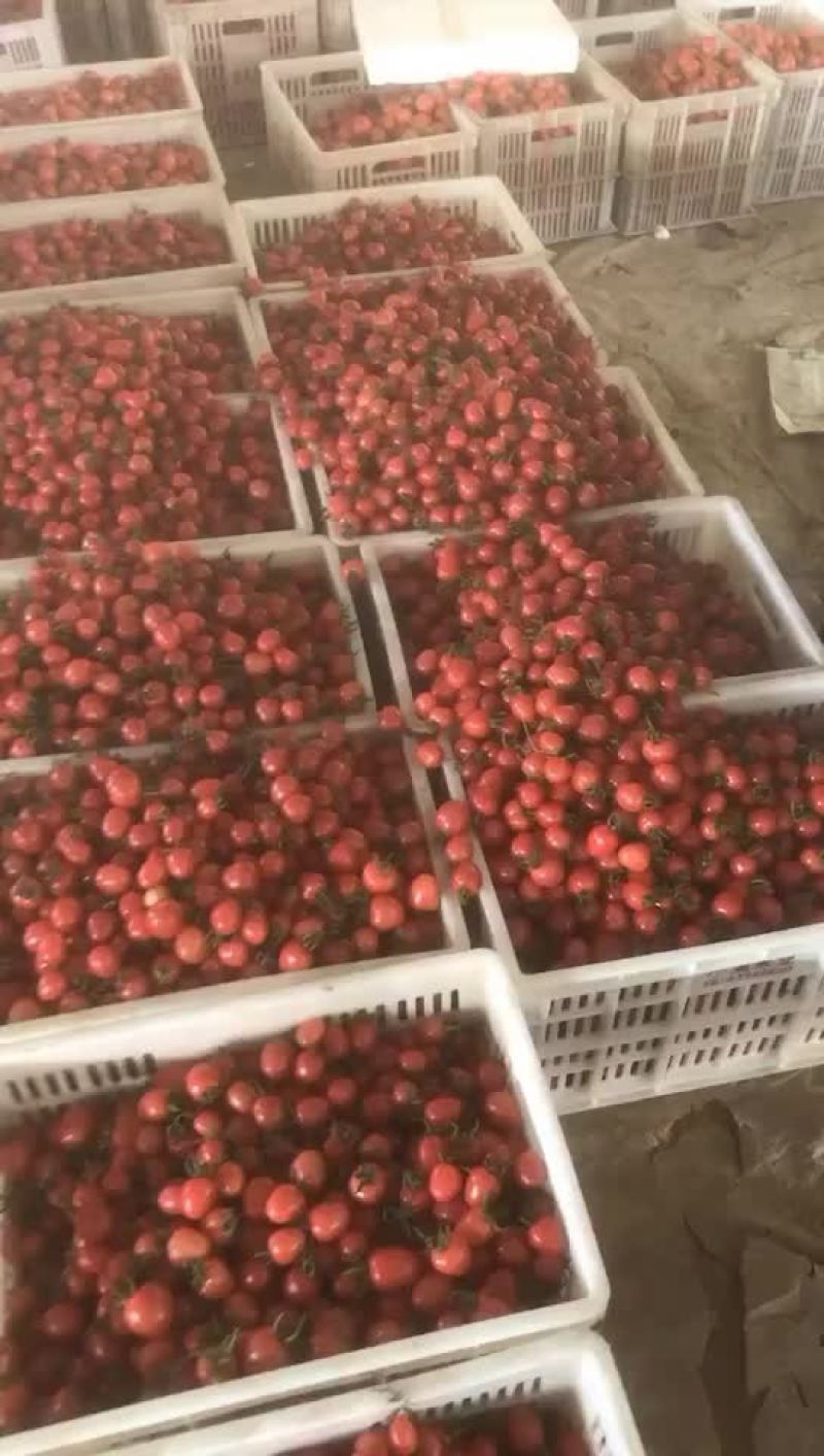 莘县千禧圆粉贝贝圣女果大量供应专业代办质量好欢迎你们到来
