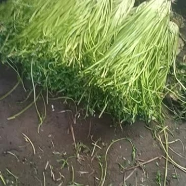 水芹菜种植业批发零售