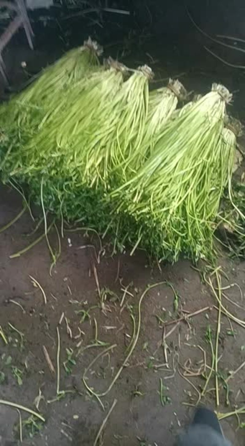 水芹菜种植业批发零售