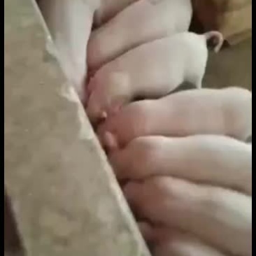 贵州省合心养殖合作社小耿