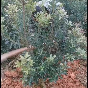 出售移栽了两年一千四棵杨梅苗