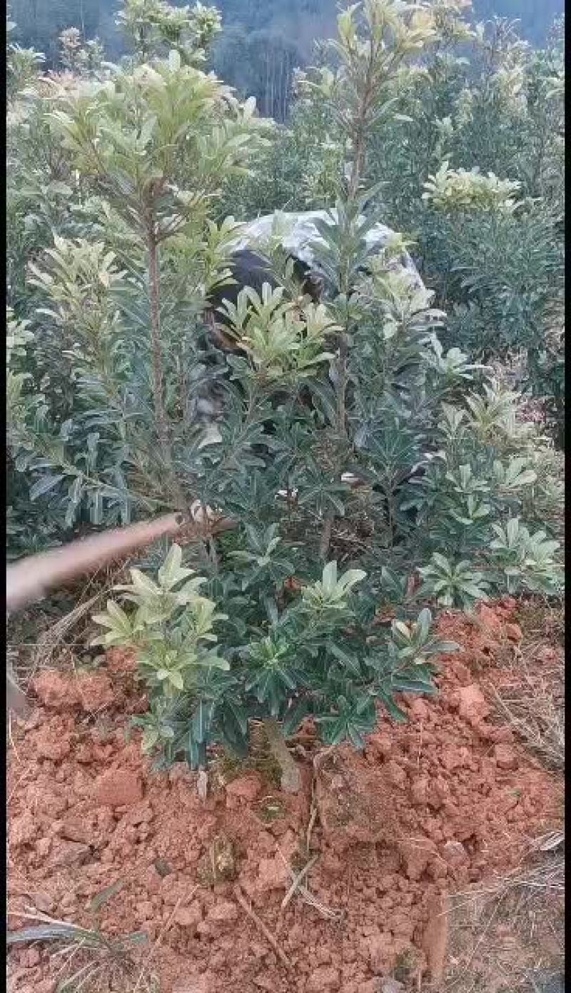 出售移栽了两年一千四棵杨梅苗