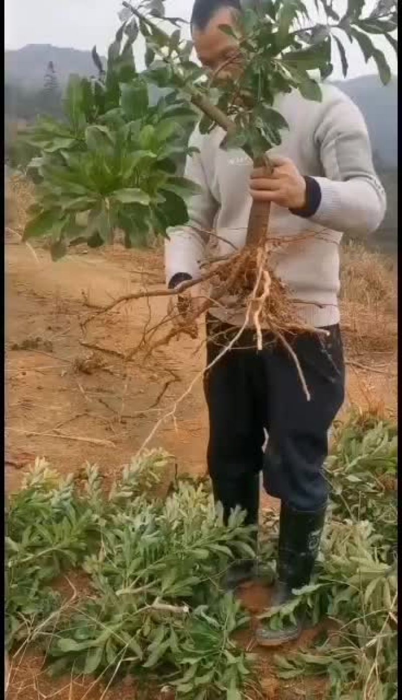 出售移栽了两年一千四棵杨梅苗