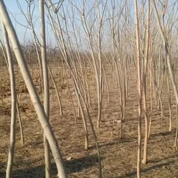 因地租到期，清地处理合欢树苗，
