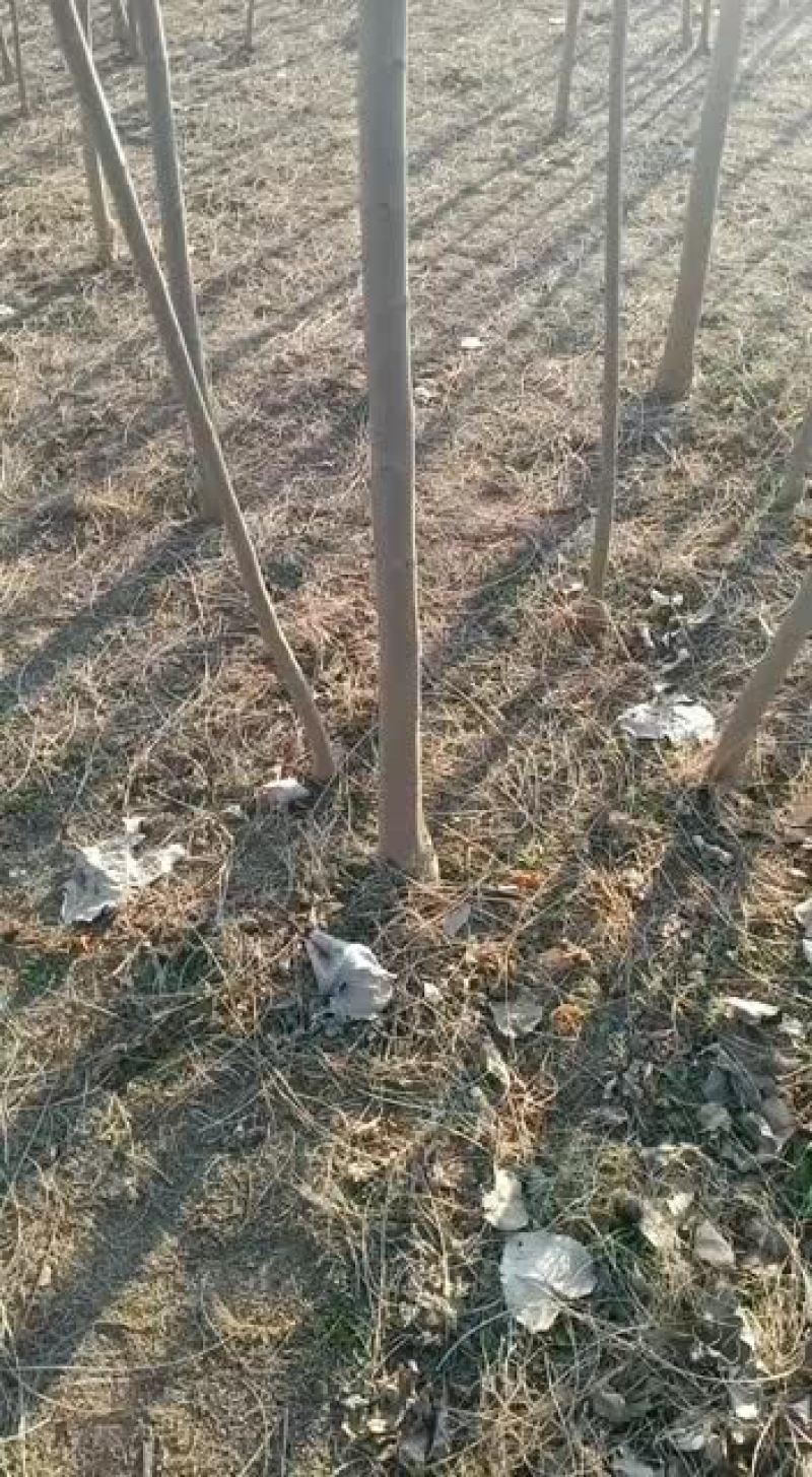 因地租到期，清地处理合欢树苗，