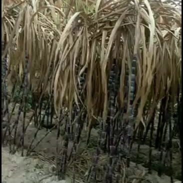 黑皮甘蔗批发(保质量)