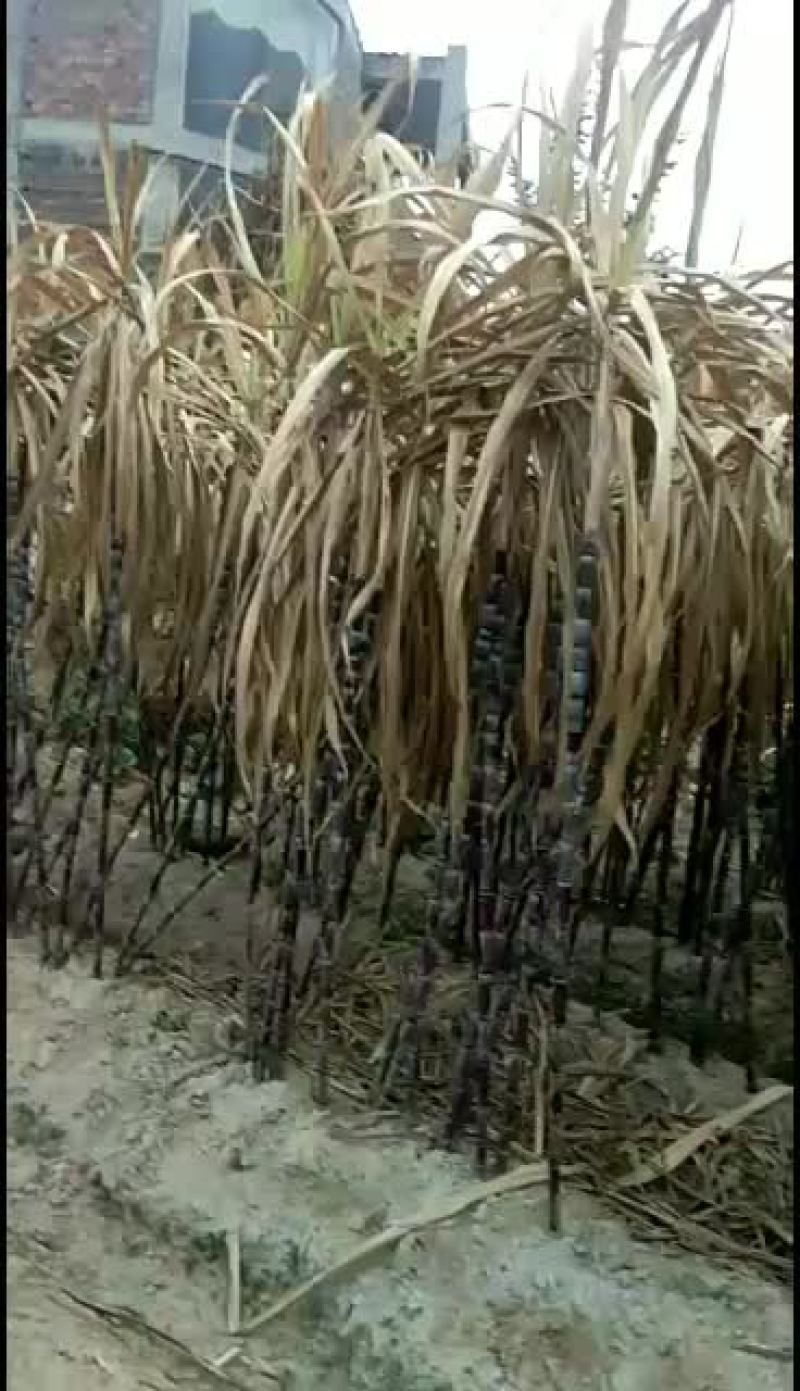 黑皮甘蔗批发(保质量)