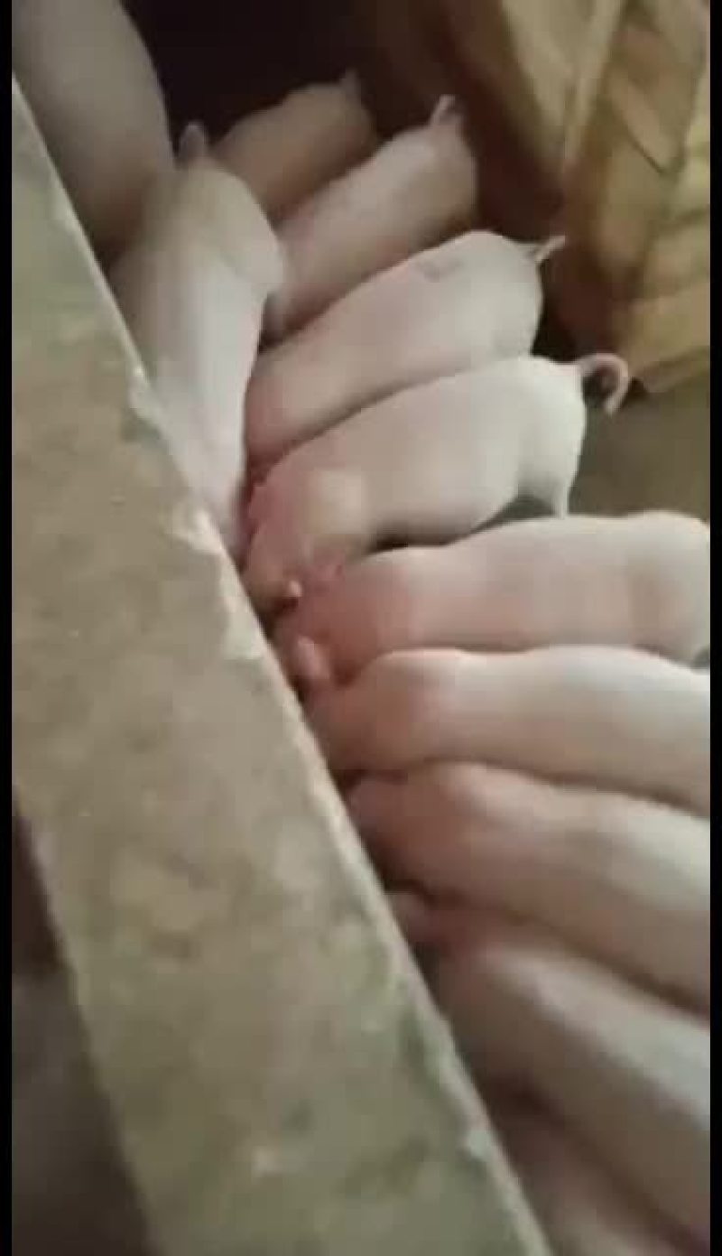 明天出售一百头外三仔猪苗