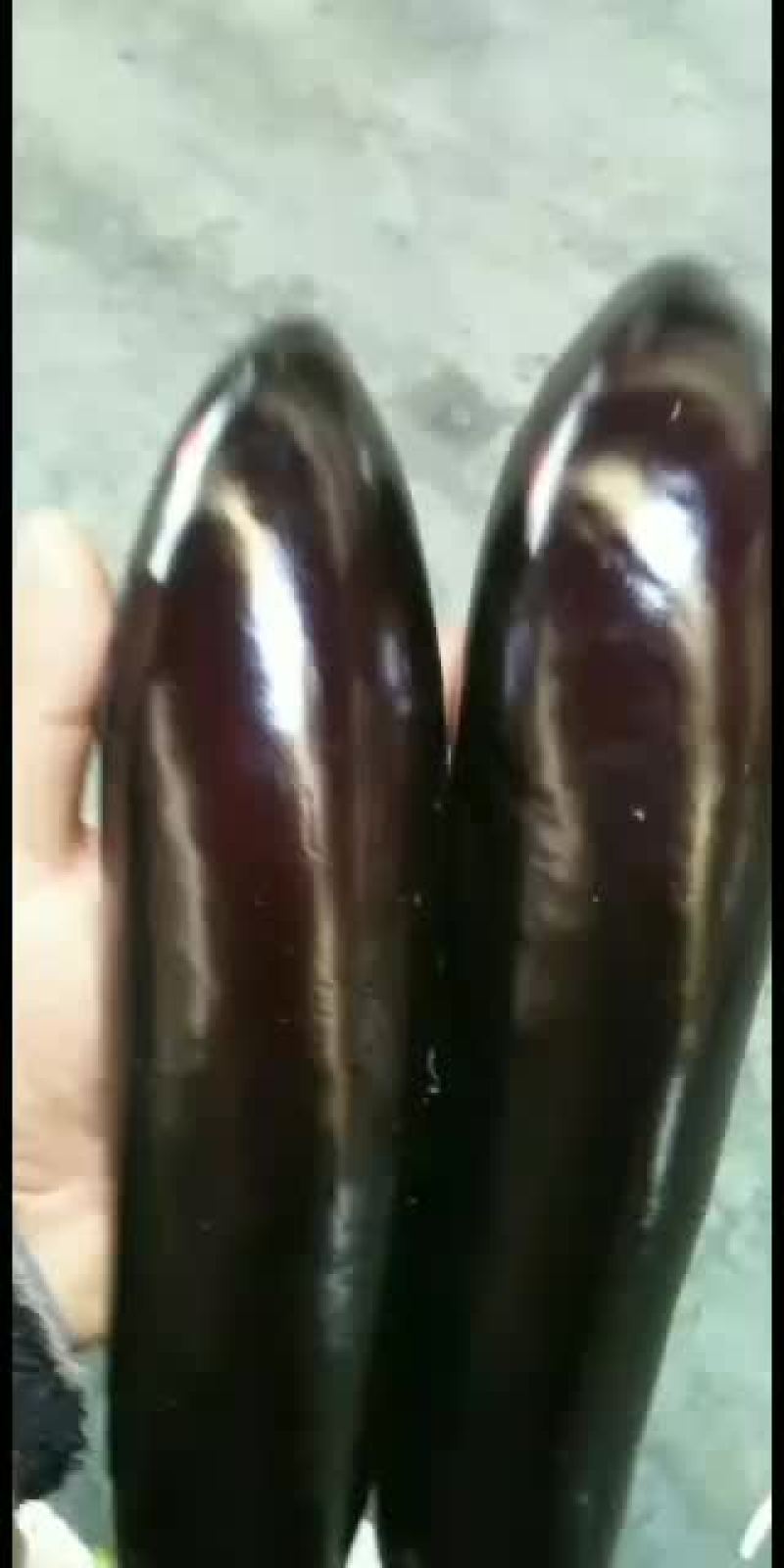 765茄子个大黑亮大量有货有老板需要的联系