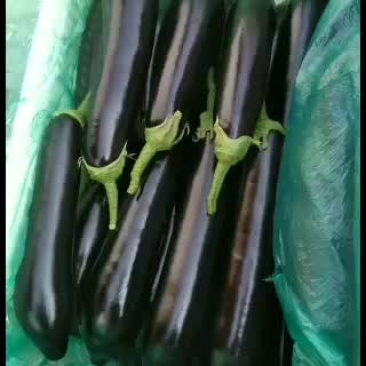 765茄子个大黑亮大量有货有老板需要的联系