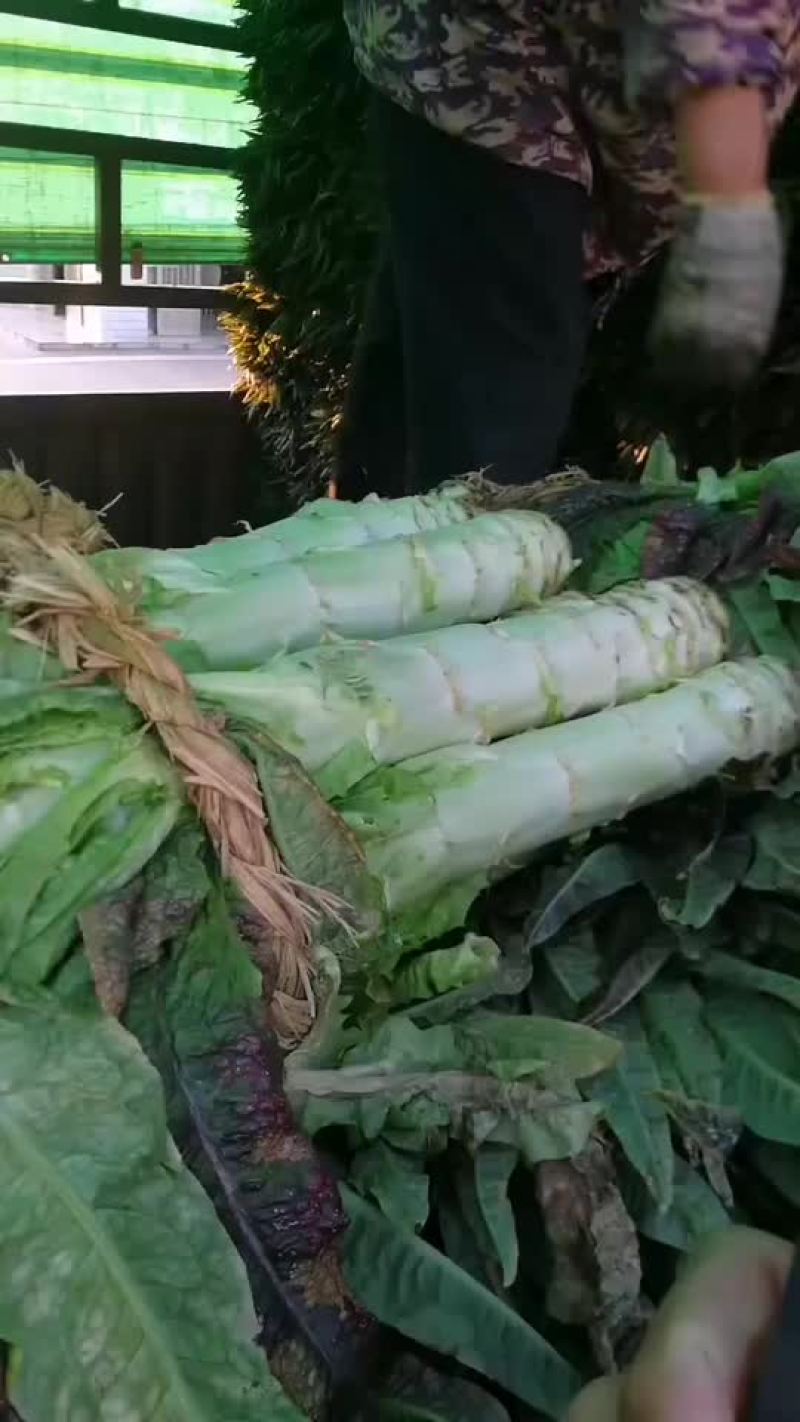 莴笋，东台红叶莴苣大量上市了，可对接各档口。量大价优
