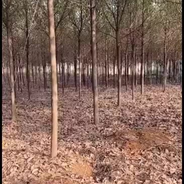 香樟3.4.5.6.7.8