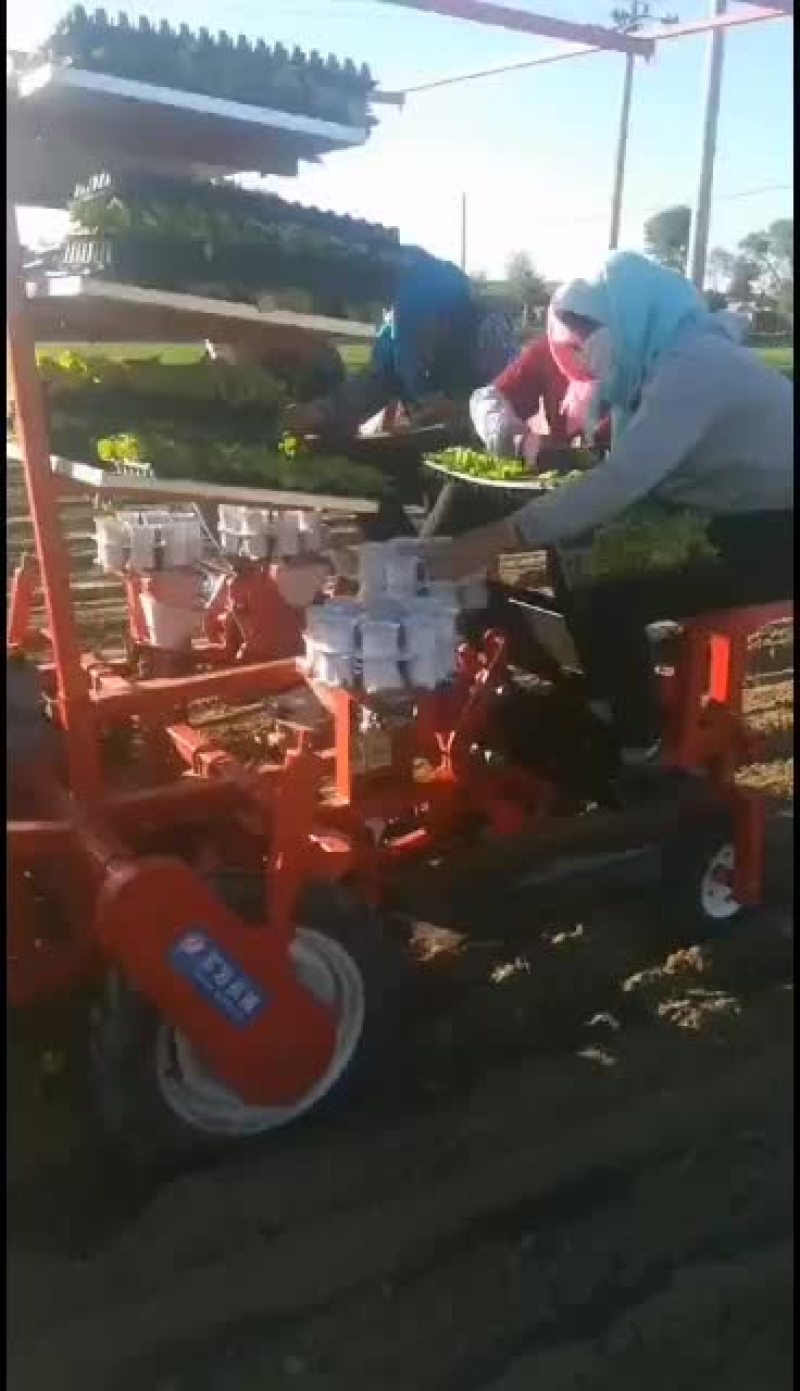 辣椒移栽机，多功能移栽机