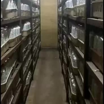 鸡枞菌包生产鲜菇回收鸡枞鲜货深加工种植技术指导