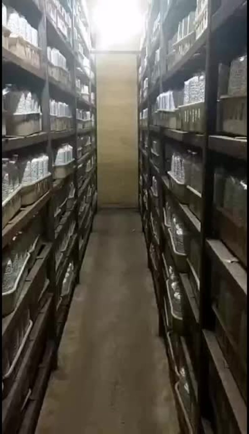 鸡枞菌包生产鲜菇回收鸡枞鲜货深加工种植技术指导