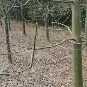 美丽木棉15公分，大腹木棉