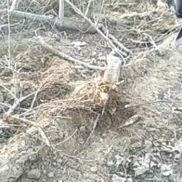 山西运城出售各种规格精品苹果树