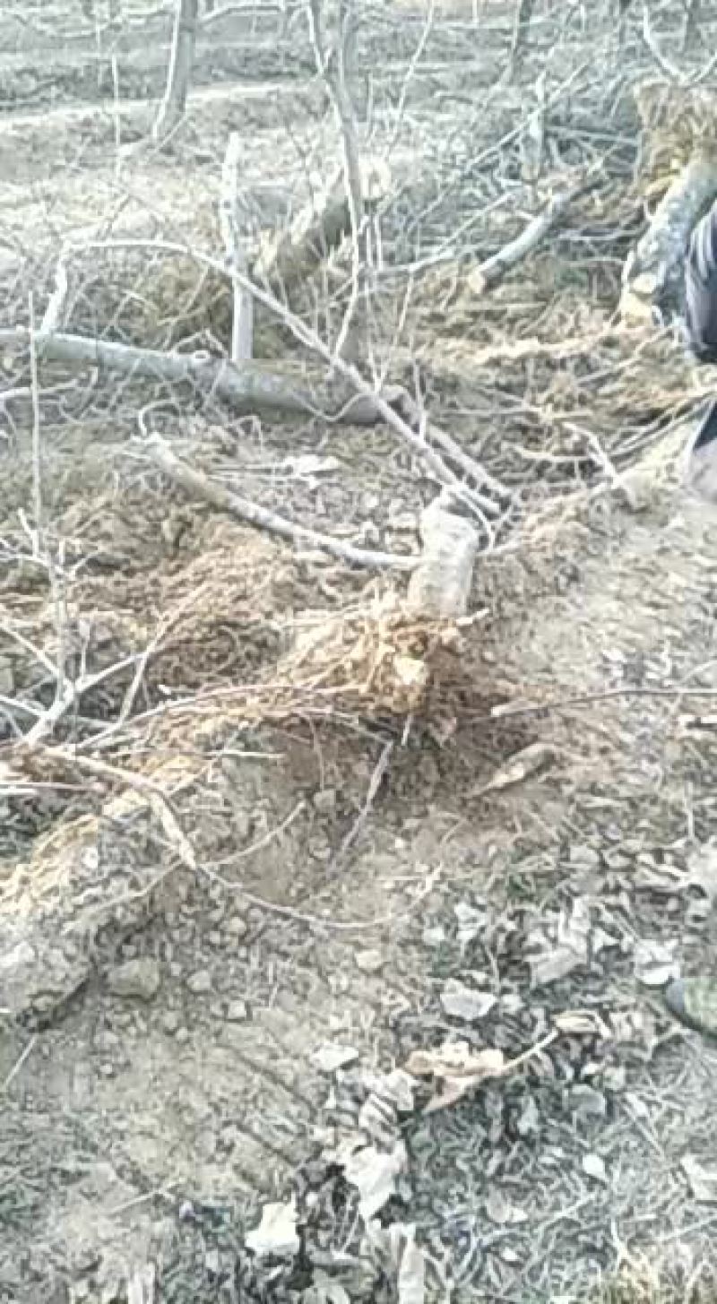 山西运城出售各种规格精品苹果树