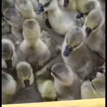 大种优质汕头狮头鹅苗