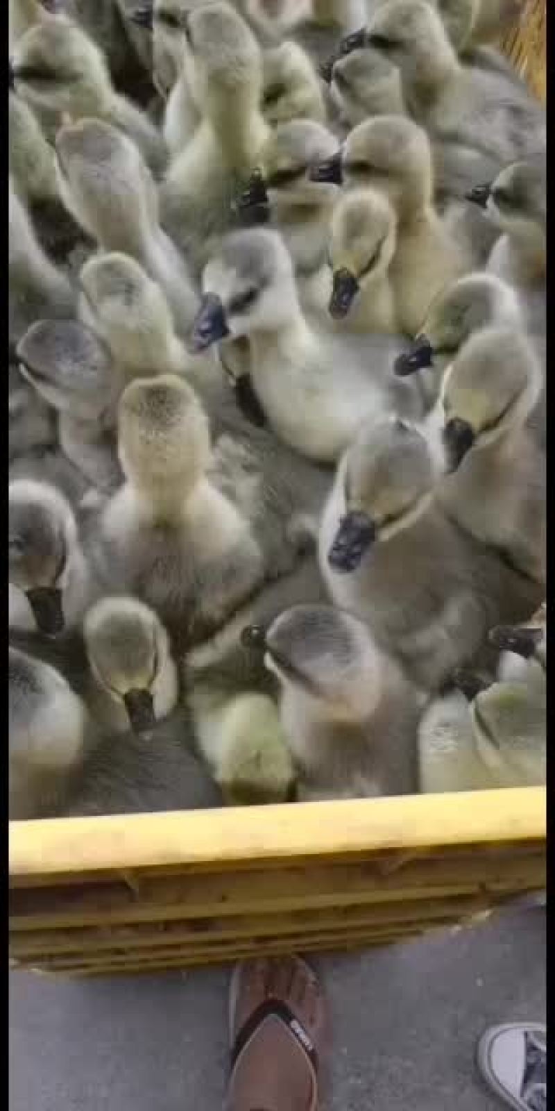 大种优质汕头狮头鹅苗