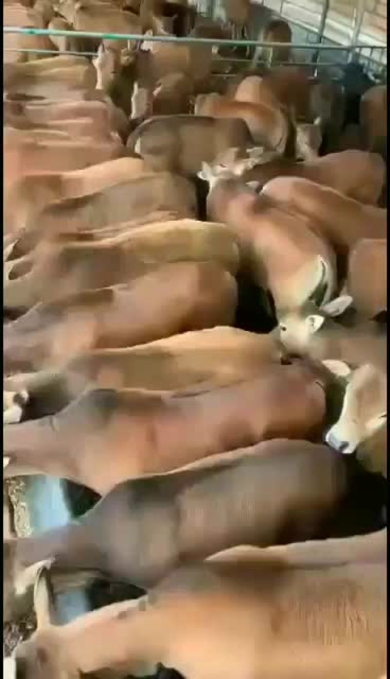 我场所有牛犊享受，国家补贴，价格优惠。买十头送一头
