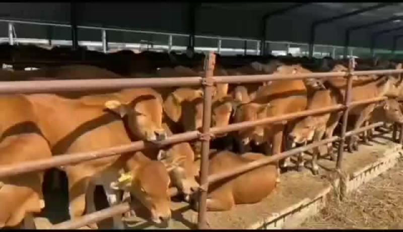 我场所有牛犊享受，国家补贴，价格优惠。买十头送一头