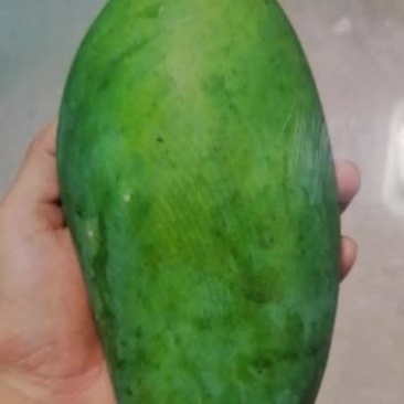 自家原生态大青芒果，欢迎来品尝