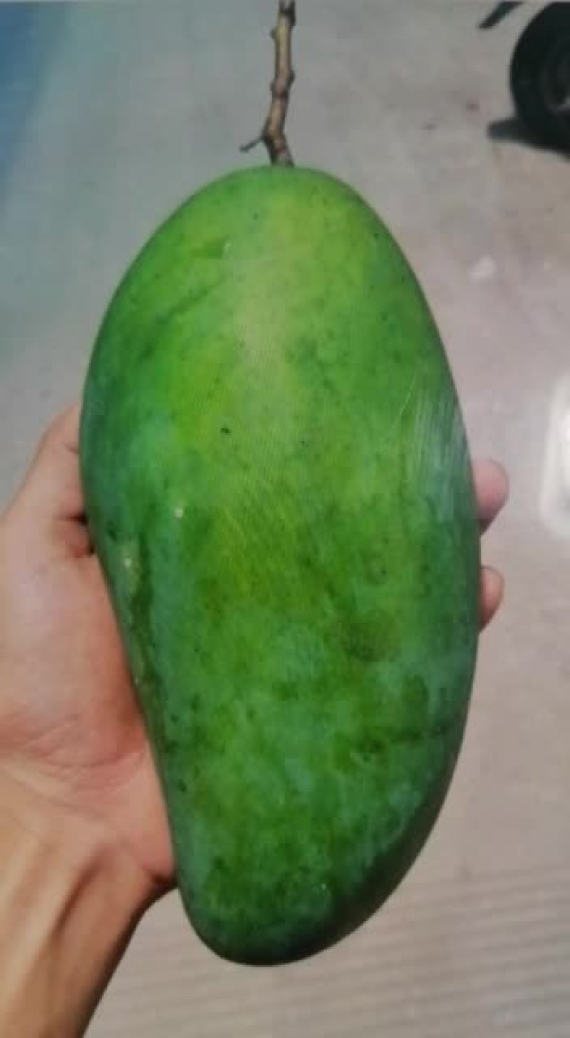 自家原生态大青芒果，欢迎来品尝