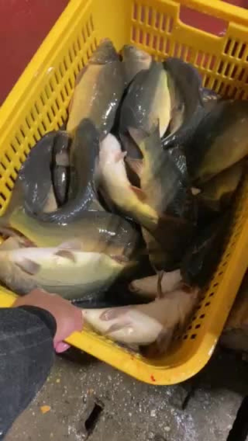 淡水裸鲤，适用放塘，开钓技术指导养殖场直发欢迎咨询