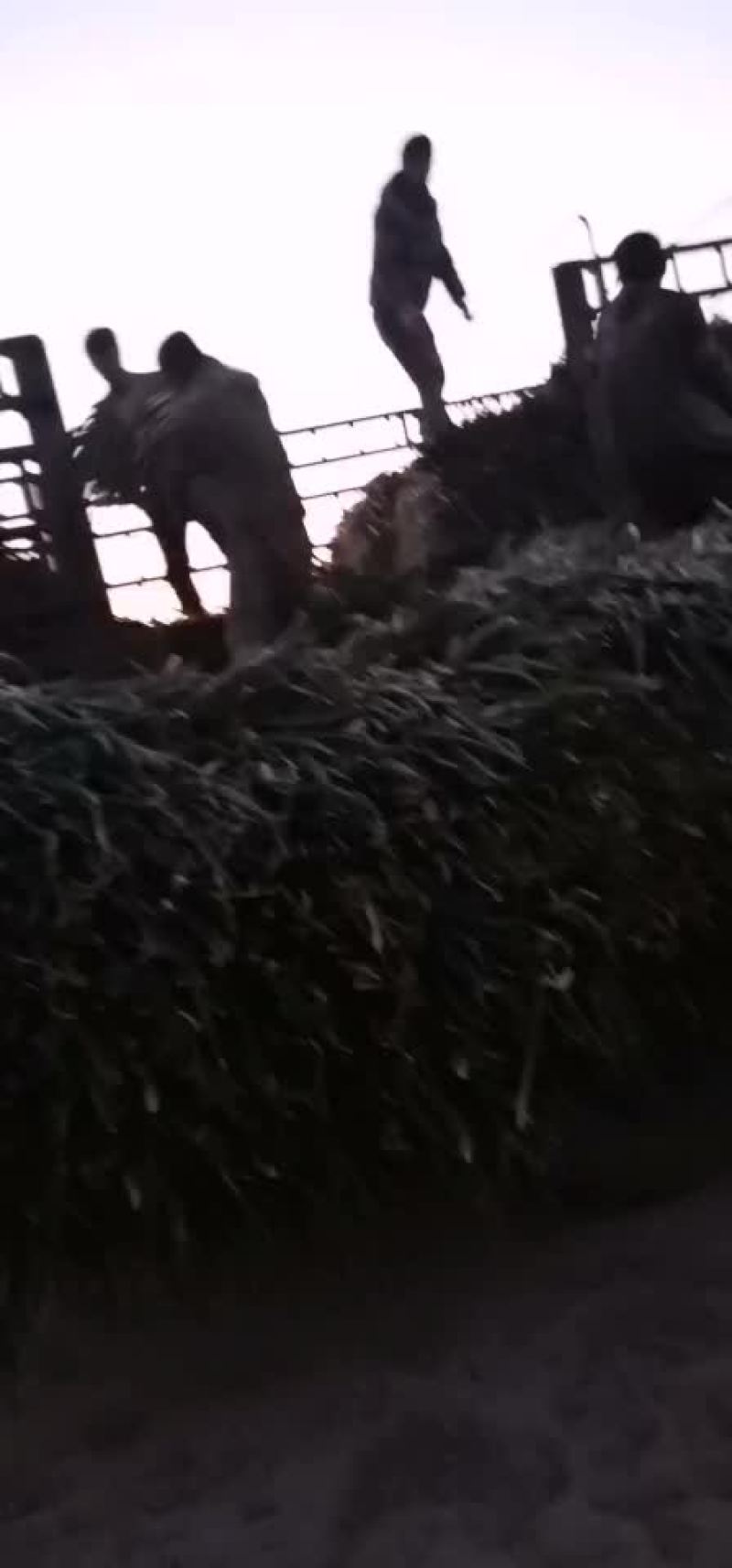 南通大葱包上车，现货供应量大