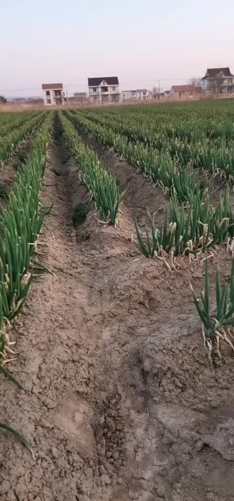 南通大葱包上车，现货供应量大