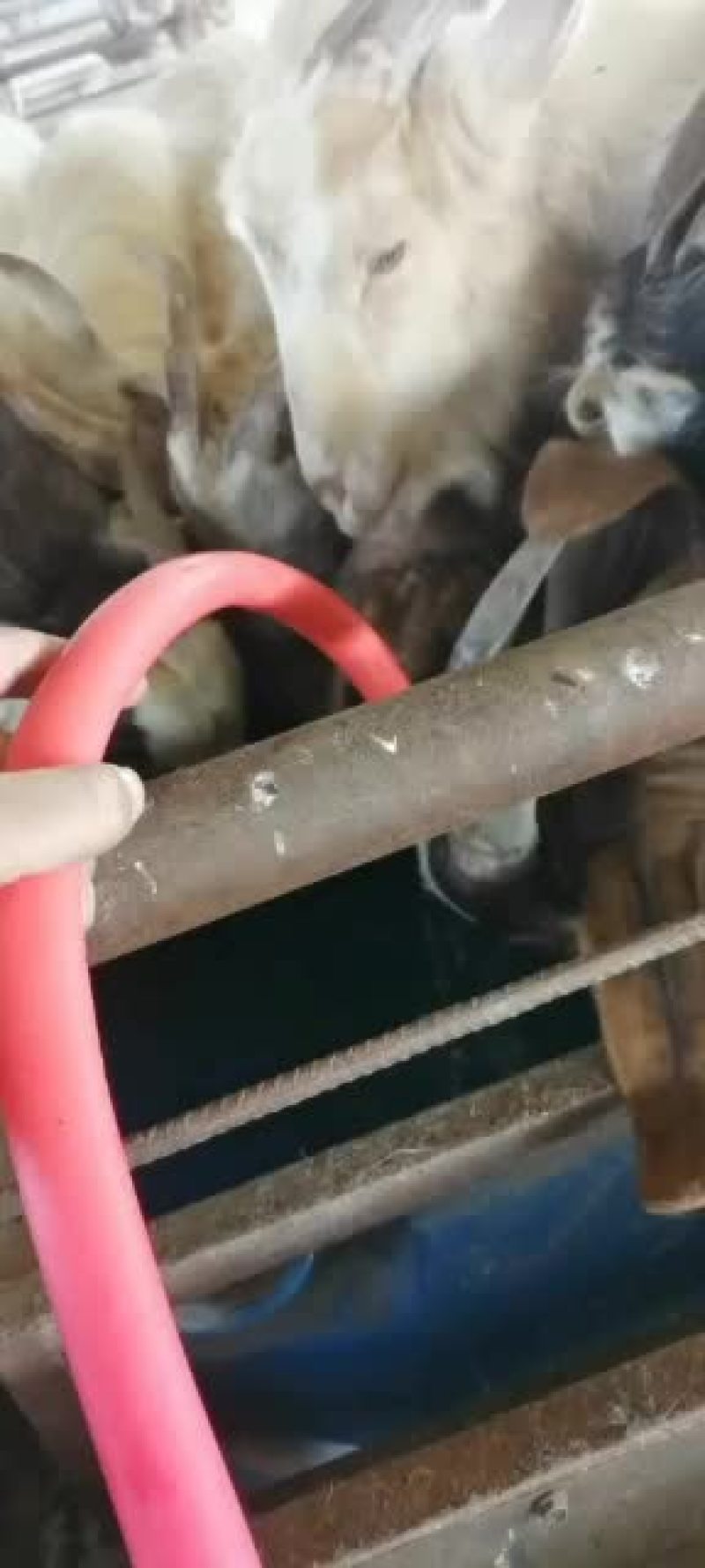 长年出售活羊，波尔山羊，绒山羊，育肥山羊苗