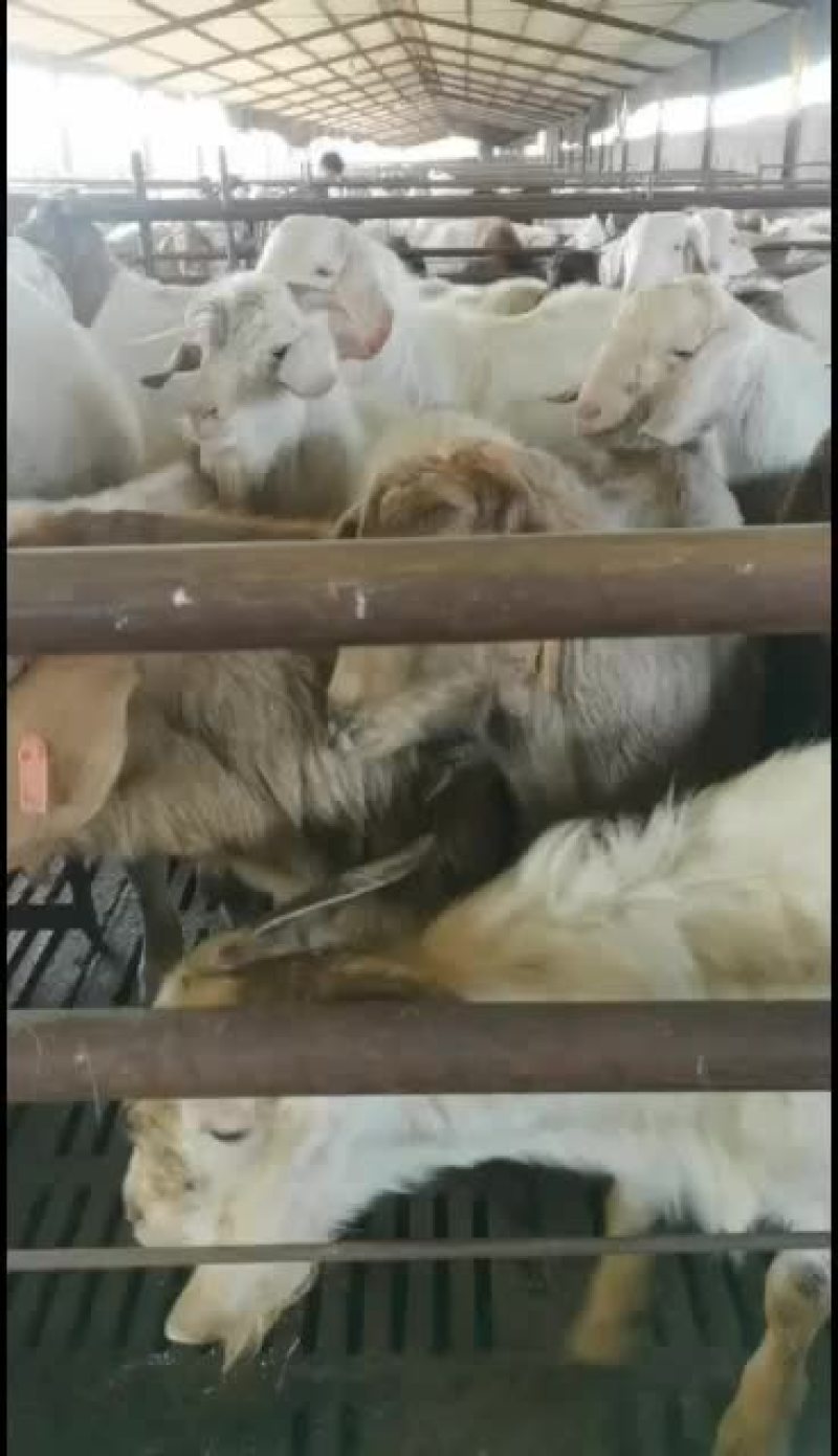 长年出售活羊，波尔山羊，绒山羊，育肥山羊苗