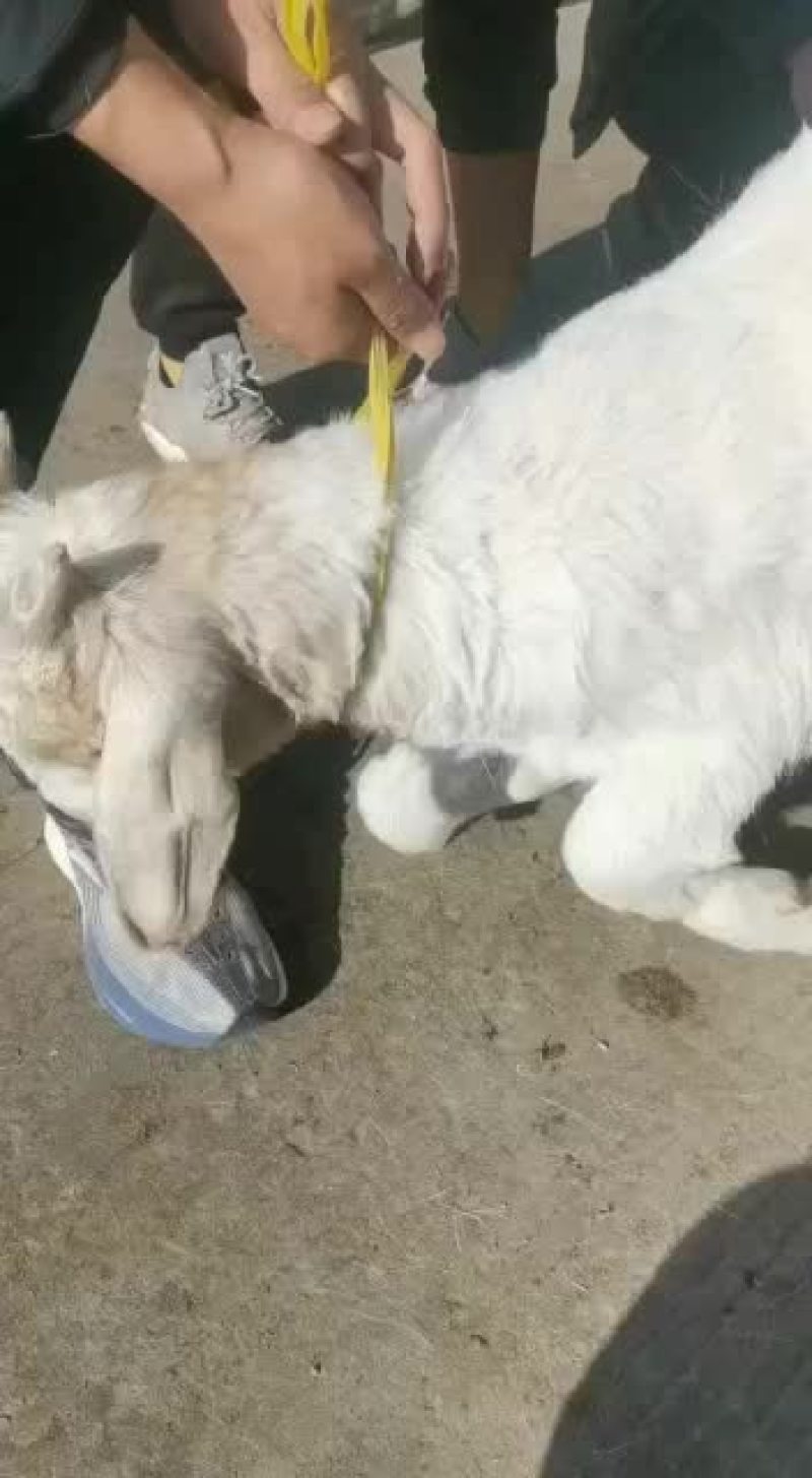 长年出售活羊，波尔山羊，绒山羊，育肥山羊苗