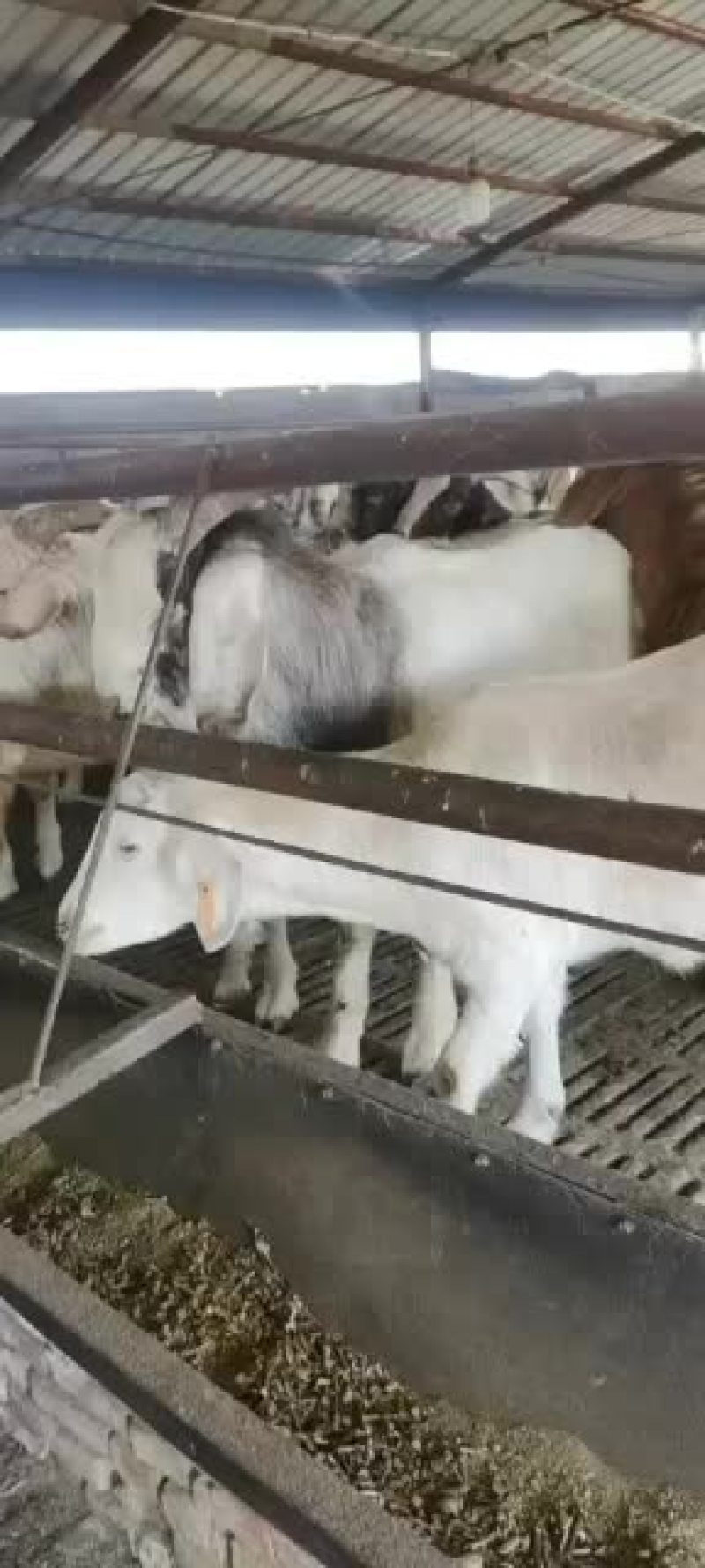 长年出售活羊，波尔山羊，绒山羊，育肥山羊苗